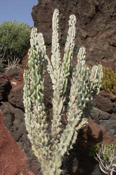 Cereus jamacaru cristata