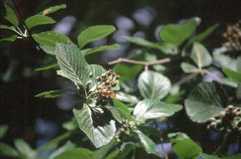 Pudio (Rhamnus alpina)
