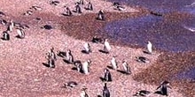 Pingüinos de Magallanes, Argentina