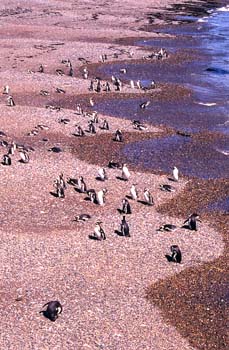 Pingüinos de Magallanes, Argentina