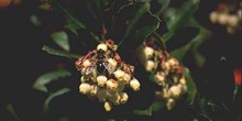 Madroño - Flor (Arbutus unedo)