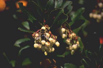 Madroño - Flor (Arbutus unedo)