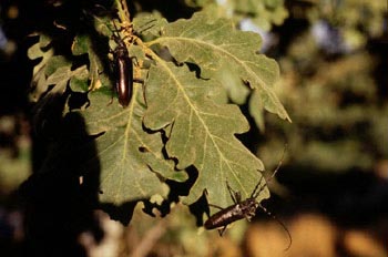 Longicornio de los quercus (Cerambyx vellutinus)