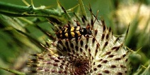 Leptura aurulenta