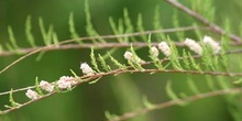 Taray (Tamarix sp.)