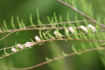 Taray (Tamarix sp.)