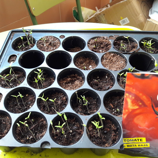 We grow plants in the classroom 3