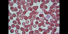 Células sanguíneas 2