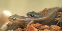 Tritón ibérico (Triturus boscai)