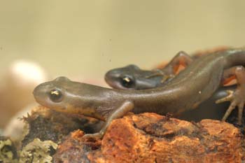 Tritón ibérico (Triturus boscai)