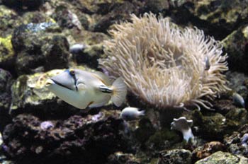 Pez ballesta (Rhinecanthus assasi)