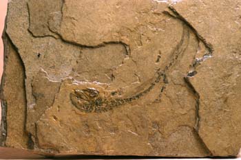 Branchiosaurus petrolei (Anfibio)