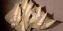 Turritella, fondo marino (Moluscos-Gasterópodos) Mioceno