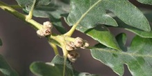 Rebollo / melojo - Bellota (Quercus pyrenaica)