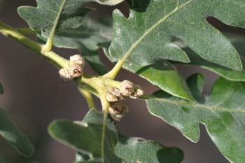 Rebollo / melojo - Bellota (Quercus pyrenaica)