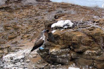 Nido de piquero patas azules, Ecuador
