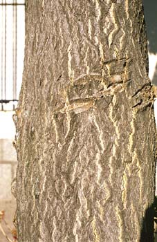 árbol del cielo - Tronco (Ailanthus altissima)