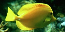 Pez cirujano amarillo (Zebrasoma flavescens)