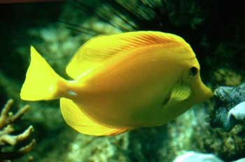 Pez cirujano amarillo (Zebrasoma flavescens)