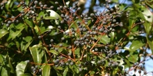 Aligustre - Frutos (Ligustrum sp.)