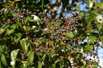 Aligustre - Frutos (Ligustrum sp.)