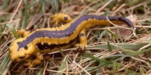 Salamandra (Salamandra salamandra)