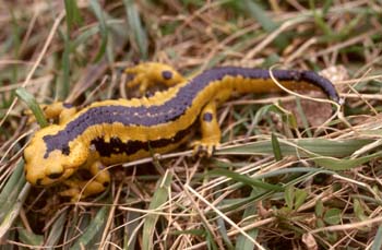 Salamandra (Salamandra salamandra)