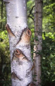 Abedul - Tronco (Betula pubescens)