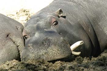 Hipopótamo (Hippopotamus amphibius)