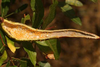 Pulgón del Pistacho - Agalla ( Baizongia pistaciae)