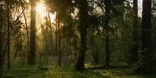 Poland/Bialowieza: primeval forest seeking for preservation