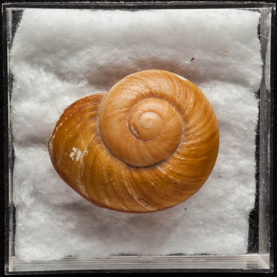 IES_ISABELLACATOLICA_BIOLOGIA_383