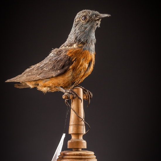 IES_SANISIDRO_BIOLOGIA_374