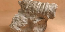 Typlasma loveni (Coral) Silúrico