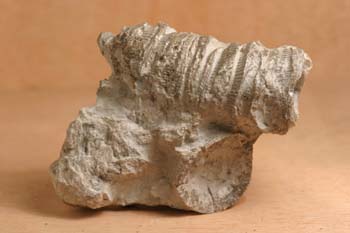 Typlasma loveni (Coral) Silúrico