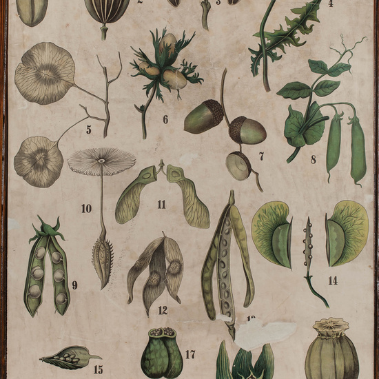 IES_CARDENALCISNEROS_BOTÁNICA_II_LÁMINAS_028
