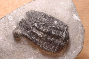 Cupressocrinites sp. (Crinoideo-Lirio de Mar) Silúrico