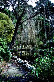 Puente de madera sobre riachuelo