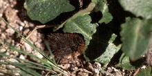 Quelonia - Oruga (Arctiidae fam.)
