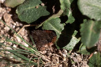 Quelonia - Oruga (Arctiidae fam.)