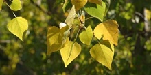 álamo negro - Hojas (Populus nigra)