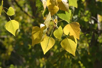 álamo negro - Hojas (Populus nigra)