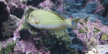 Pez pijama (Acanthurus lineatus)