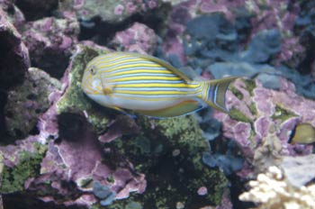Pez pijama (Acanthurus lineatus)