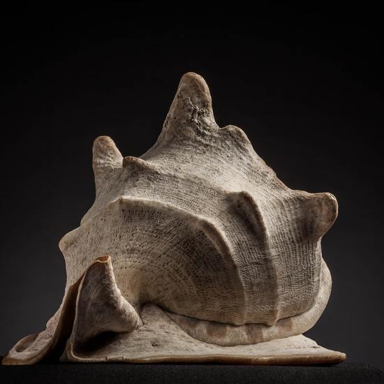 IES_CARDENALCISNEROS_CONCHAS_020