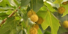 Plátano - Fruto (Platanus orientalis)