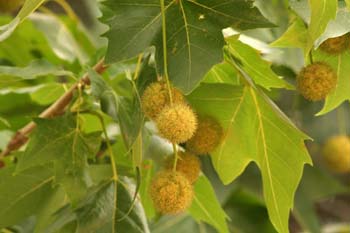 Plátano - Fruto (Platanus orientalis)