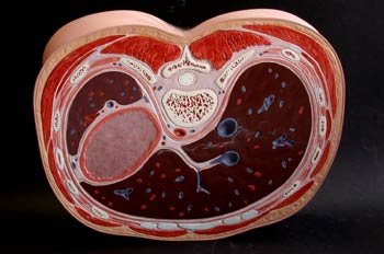 Sección inferior de abdomen