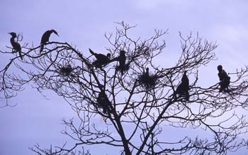 Aves en las orillas del río Dulce, Livingston, Guatemala