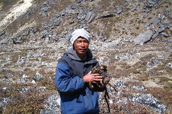 Excremento de yak para combustible